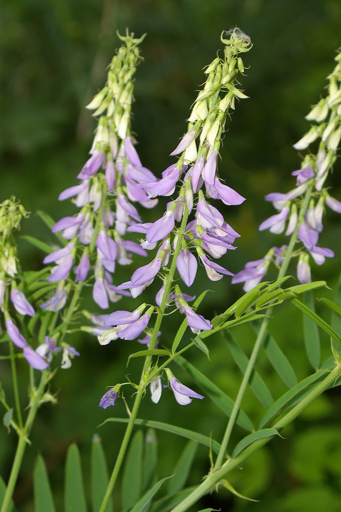 Galega officinalis / Capraggine, lavamani, chiappamosche